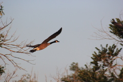 Branta canadensis