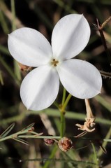 Mitrasacme nudicaulis