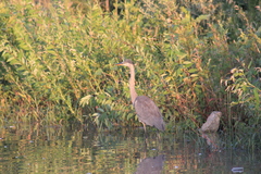 Ardea herodias