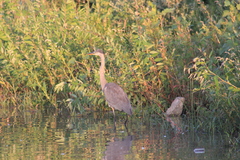 Ardea herodias