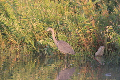 Ardea herodias
