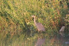 Ardea herodias