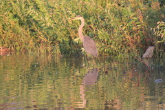 Ardea herodias