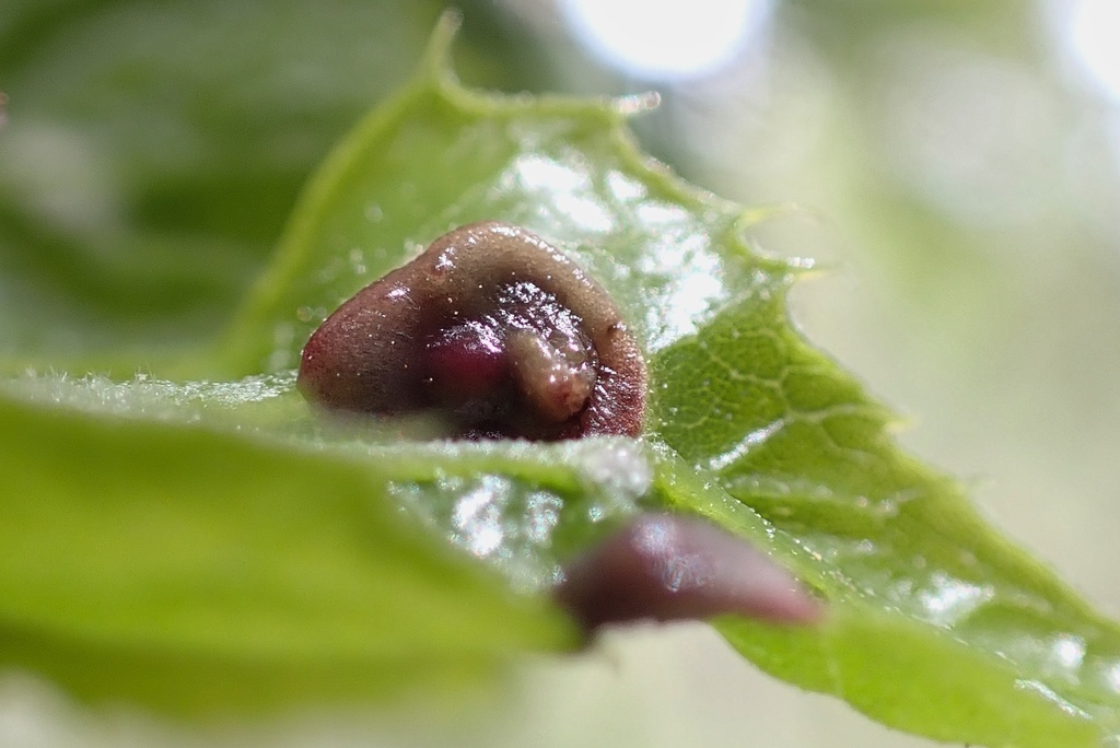 Two-horned Gall Wasp