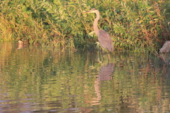 Ardea herodias