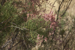 Tamarix hohenackeri