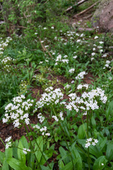 Valeriana occidentalis