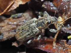 Sitona lineatus
