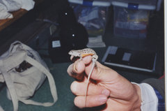 Sceloporus slevini