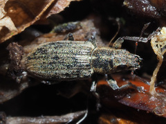 Sitona lineatus