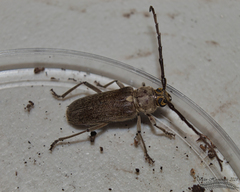 Gnaphalodes trachyderoides