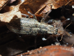 Sitona lineatus
