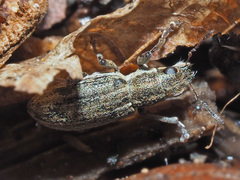 Sitona lineatus