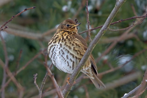 Zorzal común (Turdus philomelos)