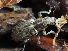 Sitona lineatus