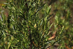 Cliffortia prionota