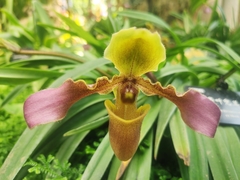 Paphiopedilum hirsutissimum