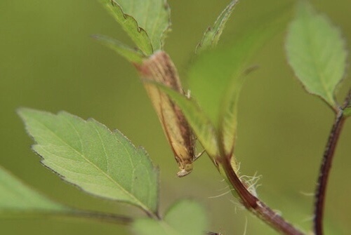 Rosy-striped Knot-horn photo 5