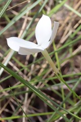 Mitrasacme nudicaulis