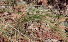 Mitrasacme nudicaulis
