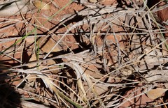 Mitrasacme nudicaulis