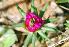 Disonycha interlineata