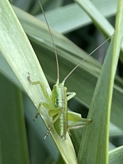 Tettigonia orientalis