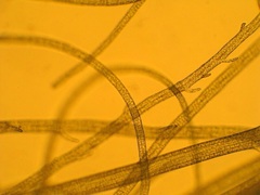 Ulva flexuosa paradoxa