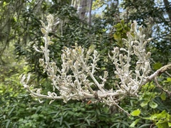 Cystotheca lanestris