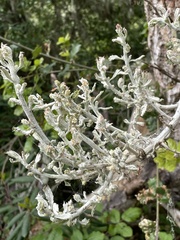 Cystotheca lanestris