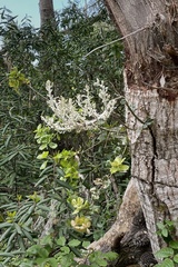 Cystotheca lanestris