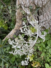 Cystotheca lanestris