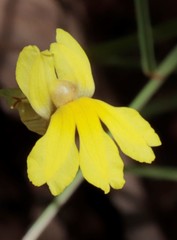 Goodenia mimuloides