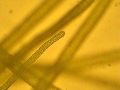 Ulva flexuosa paradoxa