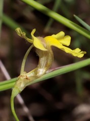 Goodenia mimuloides