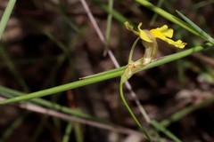 Goodenia mimuloides
