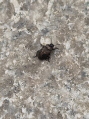 Chrysolina exanthematica