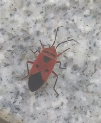 Physopelta slanbuschii