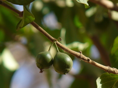 Meyna laxiflora