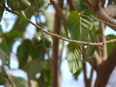 Meyna laxiflora