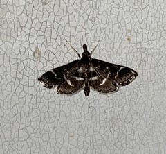 Diasemiodes janassialis