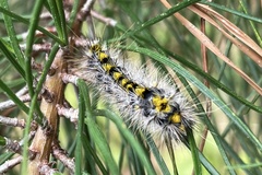 Lophocampa argentata