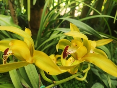 Cymbidium lowianum