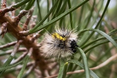 Lophocampa argentata