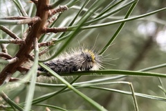 Lophocampa argentata