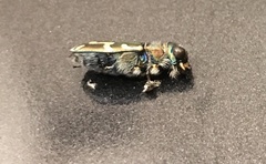 Cicindela senilis