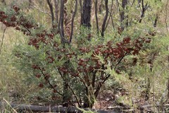 Dodonaea physocarpa