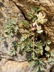 Corydalis fangshanensis
