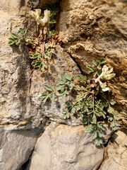 Corydalis fangshanensis