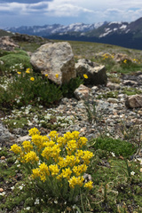 Draba streptocarpa